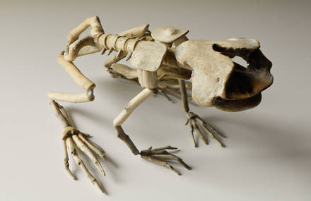 Fragile Skeletons by Giovanni Longo
