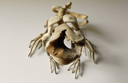 Fragile Skeletons by Giovanni Longo