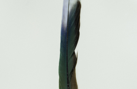 Studies Of Australian Feathers