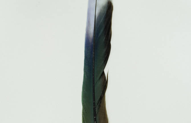 Studies Of Australian Feathers