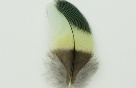 Studies Of Australian Feathers