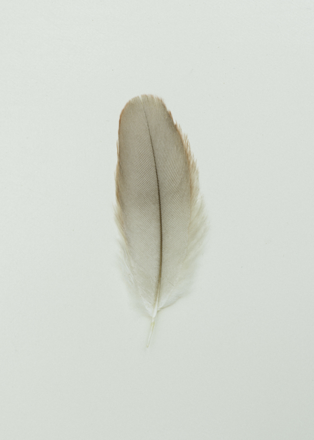 16-australianfeathers