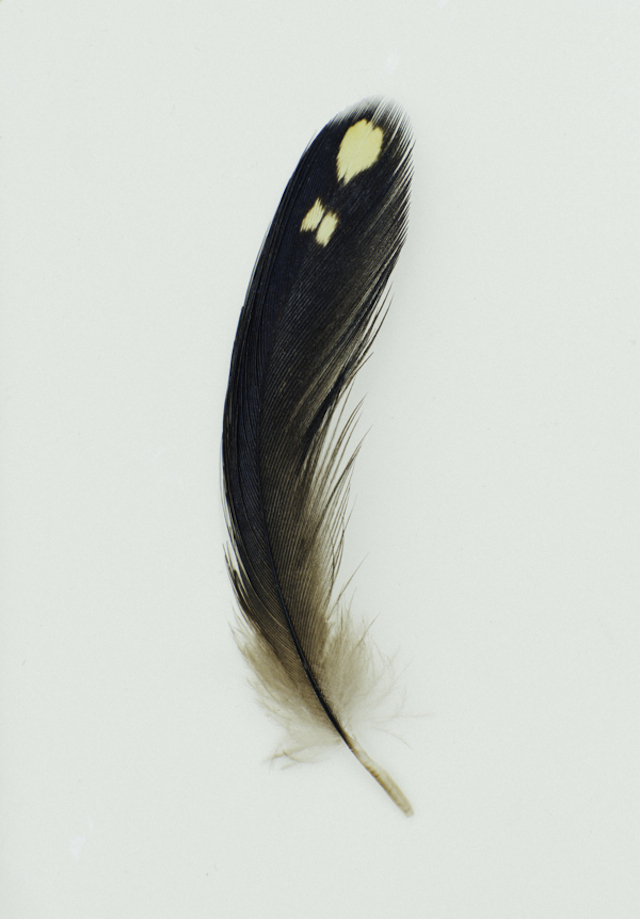 9-Yellow-tailed Black Cockatoo  Calyptorhynuchus funereus