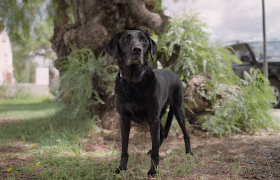 Moving Portraits of 9/11 Rescue Dogs