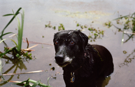 Moving Portraits of 9/11 Rescue Dogs