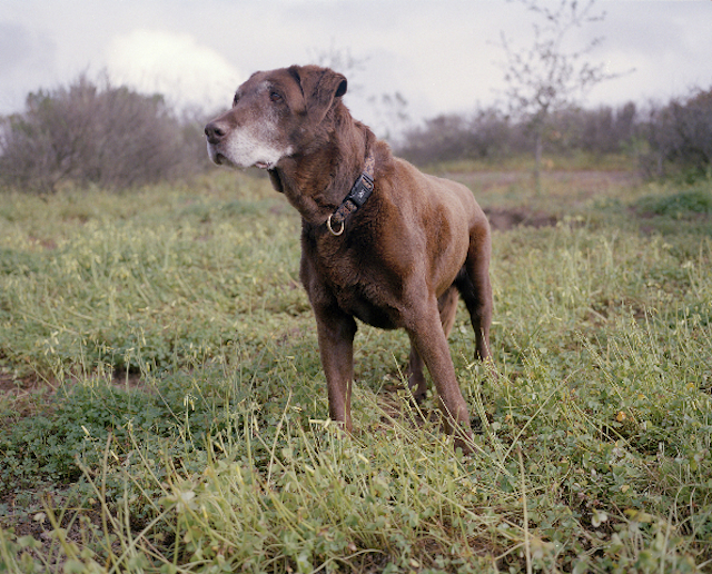 Duke-ThousandOaks-CA