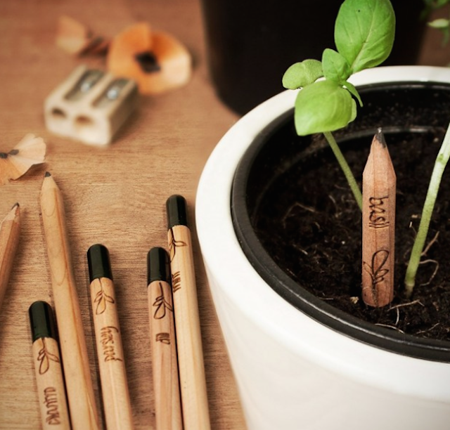 Sprout A Pencil That Grows 1