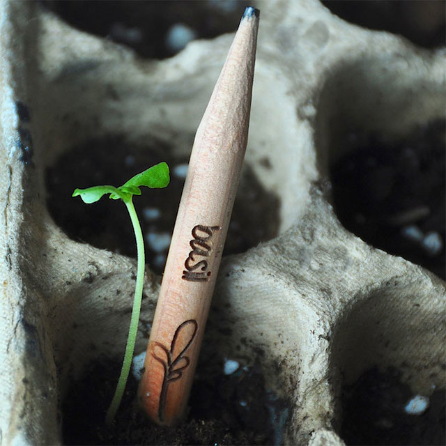 Sprout A Pencil That Grows 13