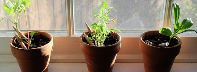 Sprout A Pencil That Grows 2