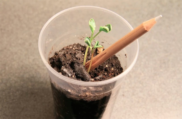 Sprout A Pencil That Grows 8