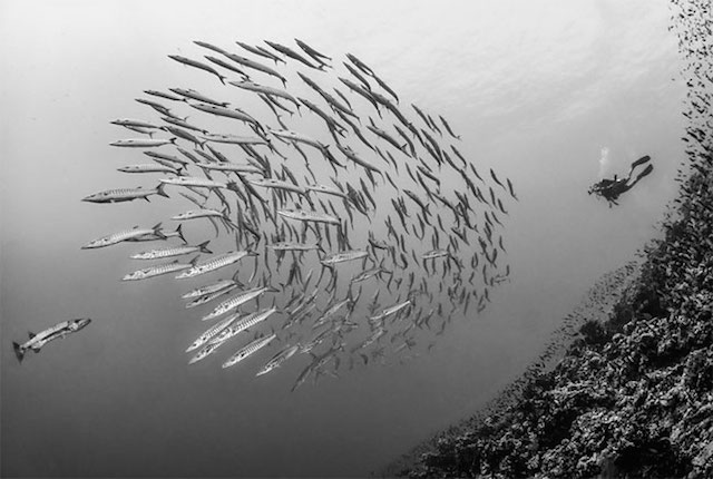 Underwater Photo Contest 2014 Winners