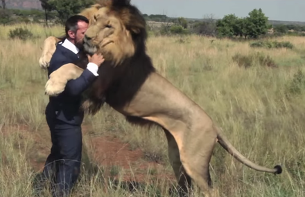 Playing football with wild lions.