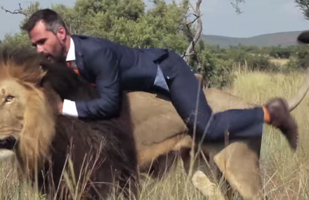 Playing football with wild lions.