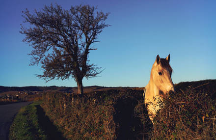 OXOlaterre Photography
