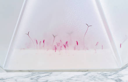 Microgarden Kit – a new way of growing greens at home