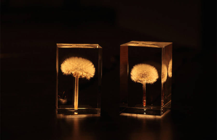 Dandelion Lights by Takao Inoue