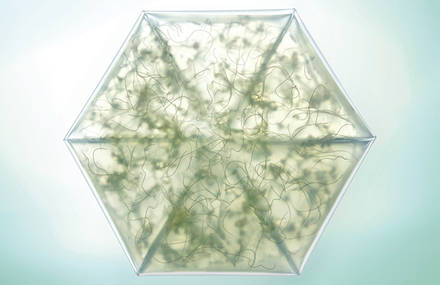 Microgarden Kit – a new way of growing greens at home