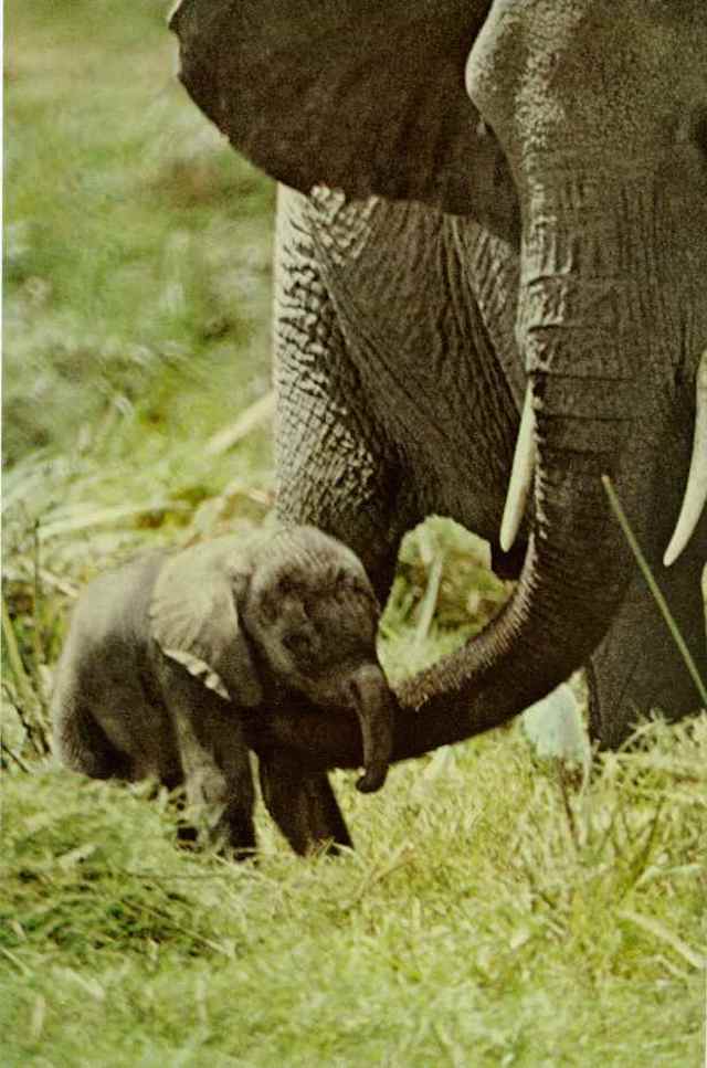 10-An elephant in Kenya Amboseli Game Reserve-Feb1972