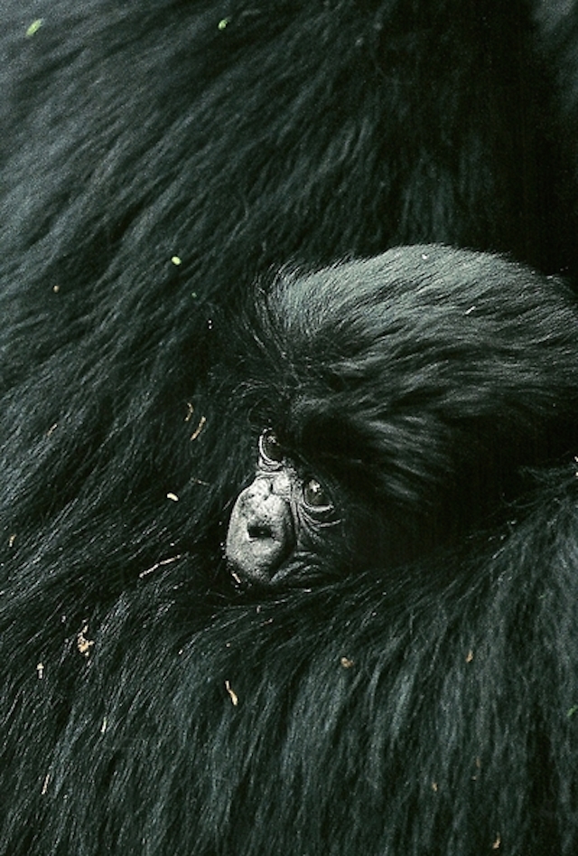 11-Newborn mountain gorilla in its mothers arms-March1992
