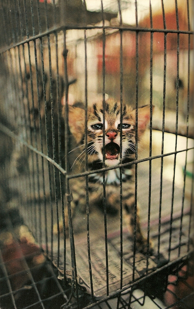 12-An endangered leopard kitten in a Bangkok market-March1981