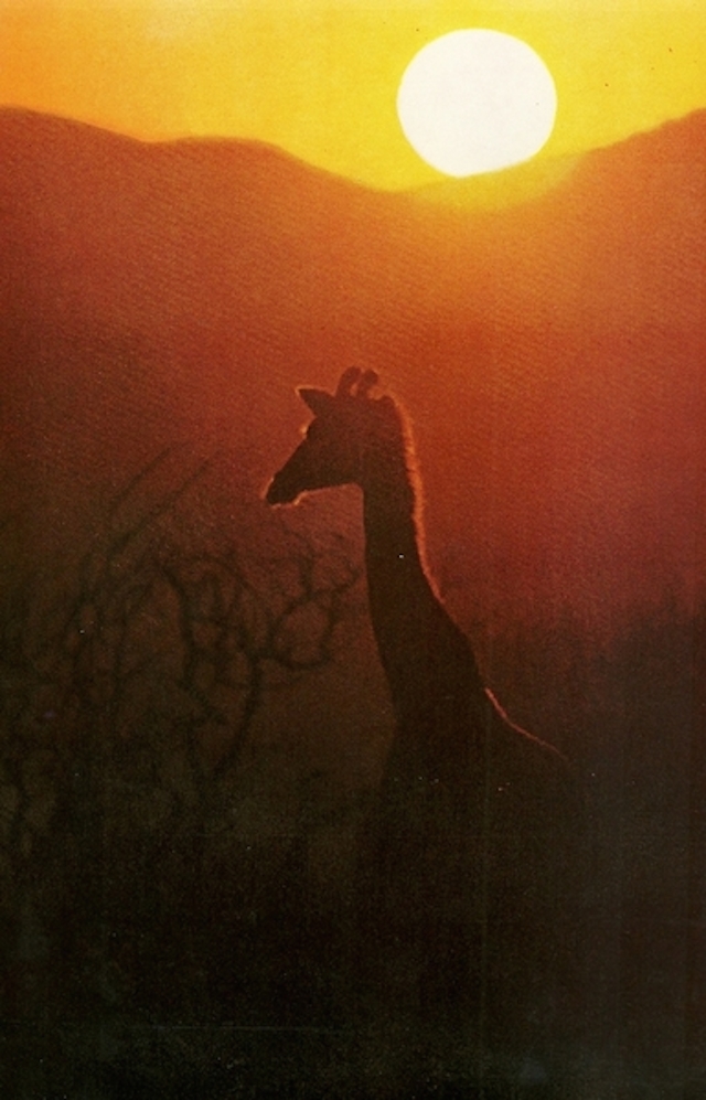 27-Giraffe at Lake Rudolph-Ethiopia-May1970