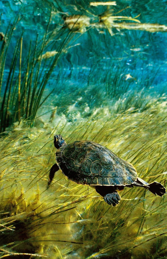 28-A freshwater Suwannee cooter cruises the waters of Floridas Rainbow Run-Jan1986