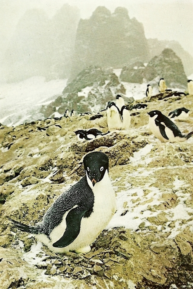 29-Adelie penguin sits on an egg at Cape Hallett in Antarctica-Octo1968