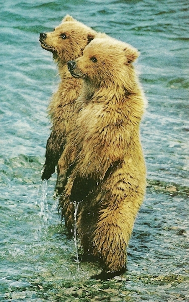 37-Brown bear cubs in Alaska-Sept1975