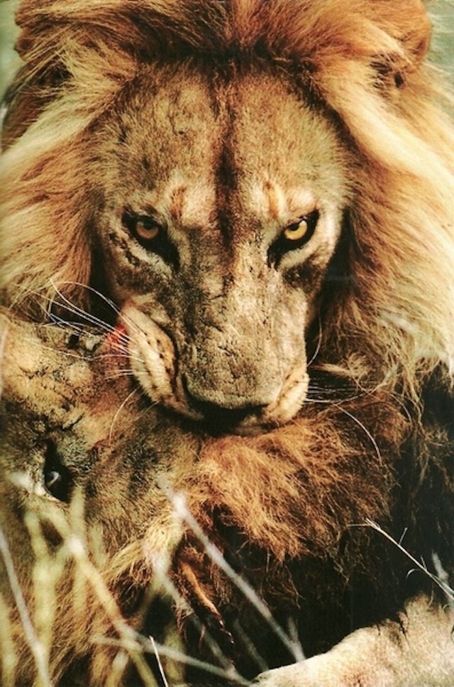 4-Serengeti National Park in Tanzania-May1986