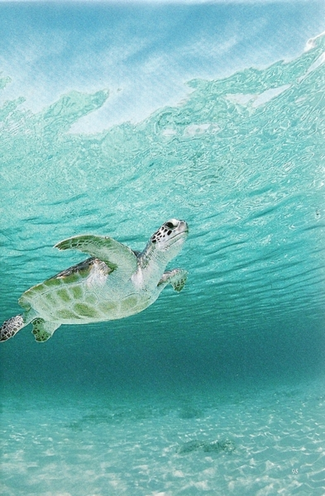 41-Green Sea Turtle haunts a Caribbean shoal-Feb1994