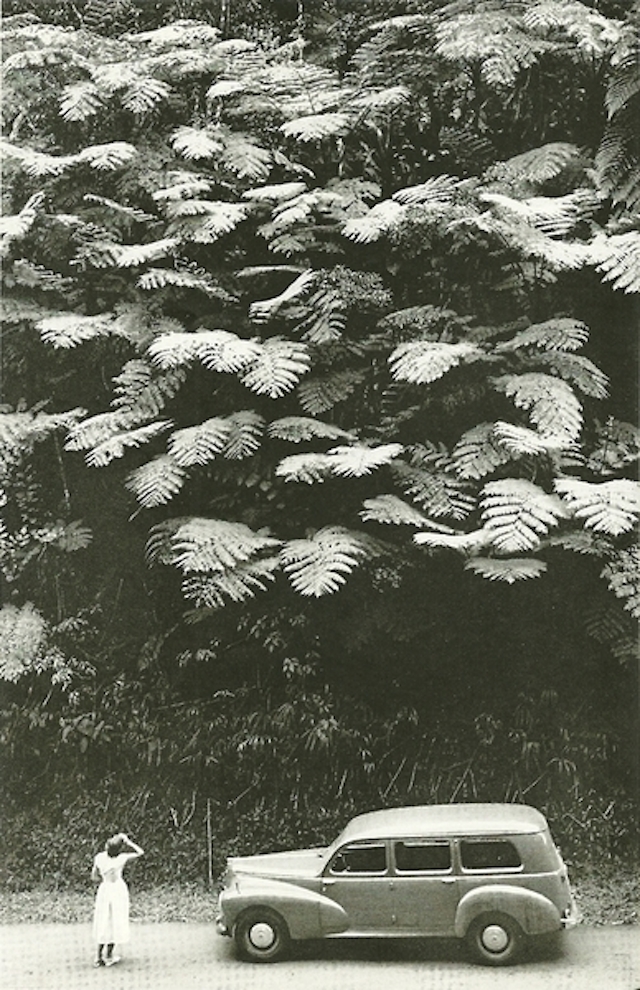 5-Towering tree ferns about a hillside on Martinique-Feb1959