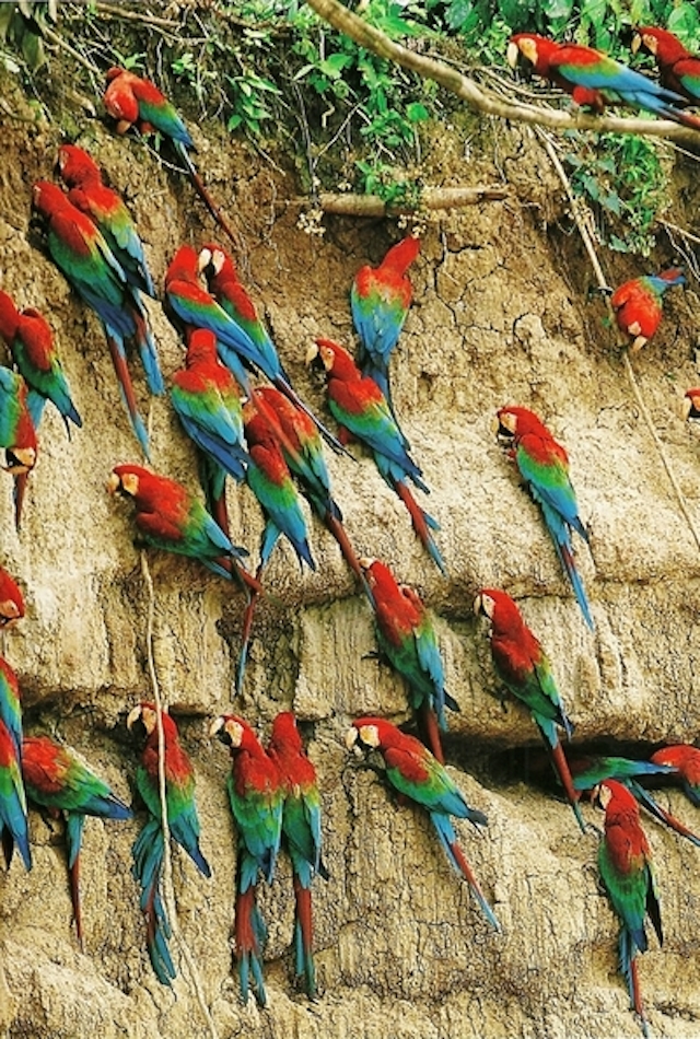 52-Macaws in the Peruvian rain forest-Jan1994