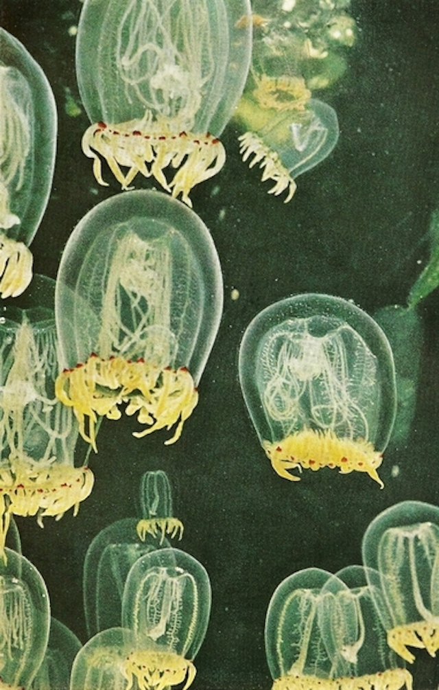 60-Polyorchis jellyfish-Nov1961