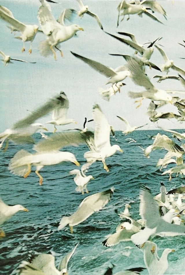 65-Seagulls above the waters of the Minches Channel in Scotland-May1970