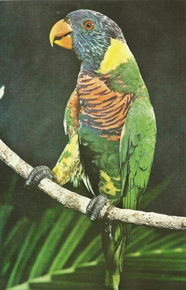 8-Coconut Lory in the New Guinea jungle-Oct1955