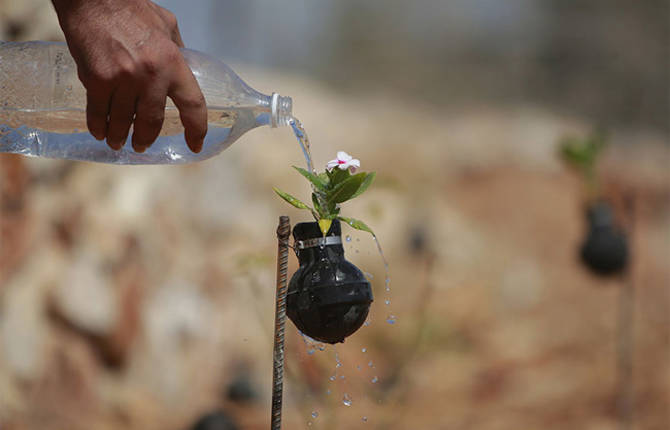 Flowers Grown Inside Grenades