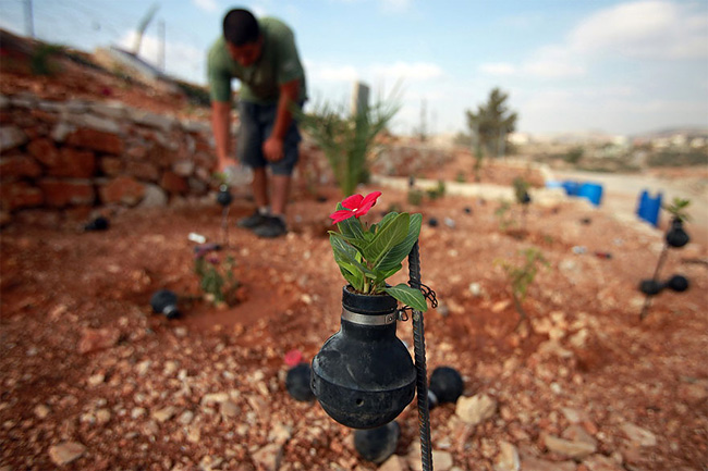 Flowers Grown Inside Grenades3