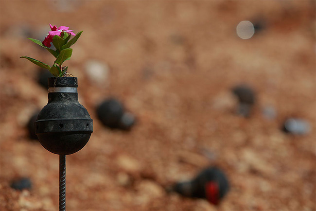 Flowers Grown Inside Grenades4