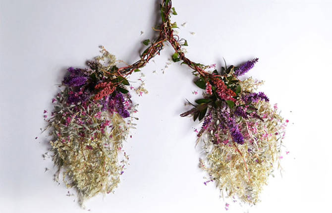 Human Organs from Plants and Flowers