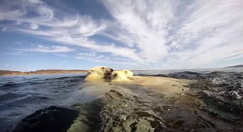 Polar Bears - The Quest for Sea Ice 1