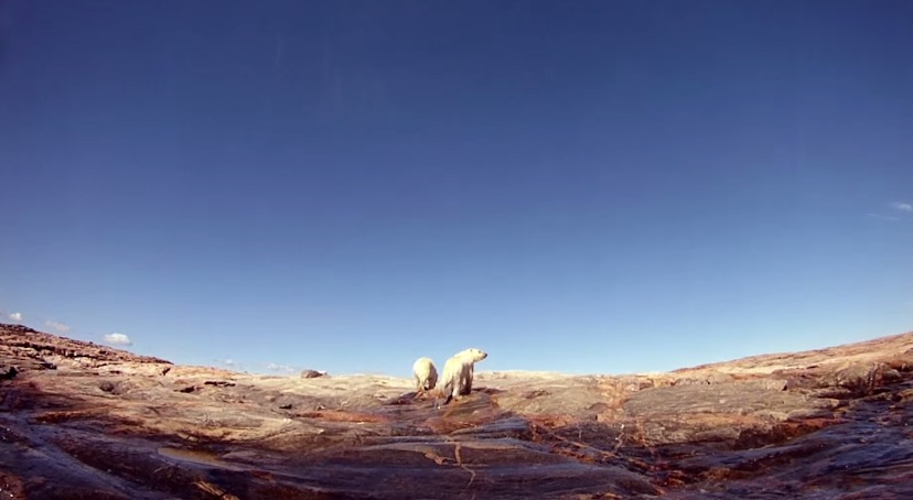 Polar Bears - The Quest for Sea Ice 5