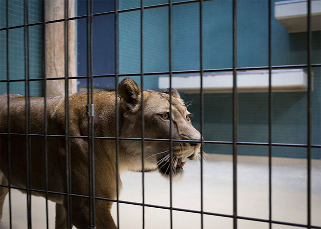 Sad Images at Berlin Zoo11