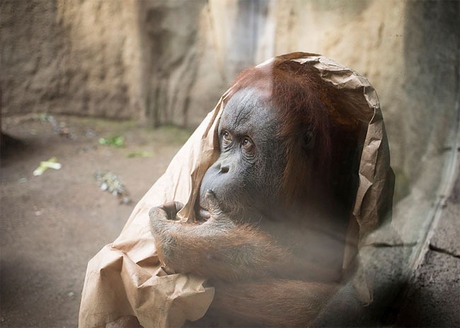 Sad Images at Berlin Zoo14
