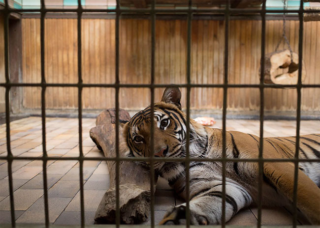 Sad Images at Berlin Zoo4