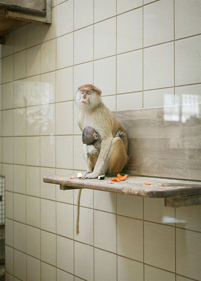 Sad Images at Berlin Zoo7