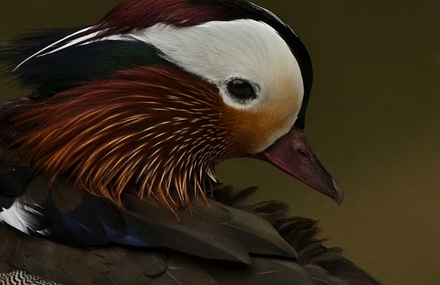 Mandarin duck