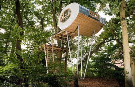 Wooden Treehouse On Oaks