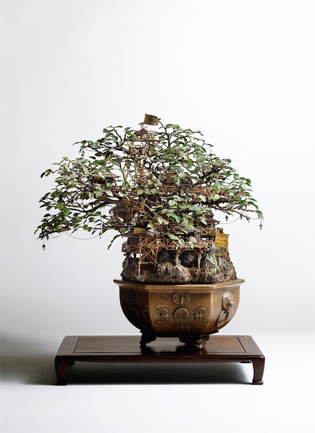 bonsai-3