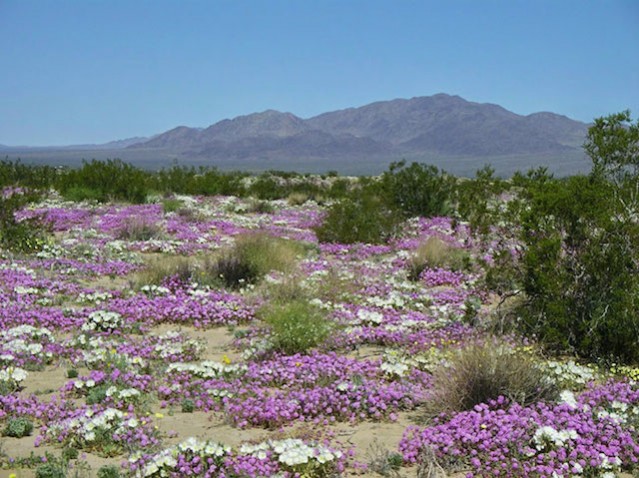 Desert’s Spectacular Colors – Fubiz Media