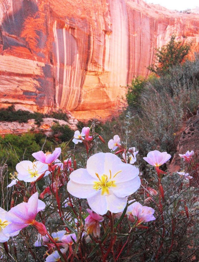 Desert’s Spectacular Colors – Fubiz Media